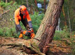 Best Tree Disease Treatment  in Lakeshire, MO